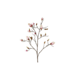 Magnolia rós h:108cm