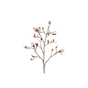 Magnolia rós h:108cm