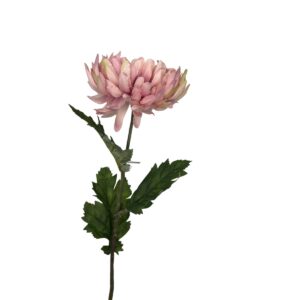 Krýsantemum - Rose, 75cm