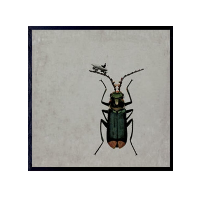Myndir - BUG, 50x50cm