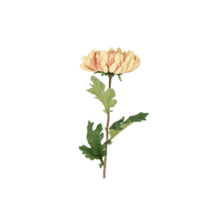 Chrysanthemum - sand h: 76cm