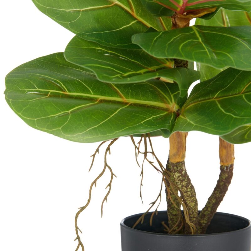 Fíkjutré í potti, h: 34cm - Image 2