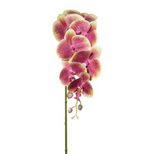 Orkidea - grænt/lilla, 87cm