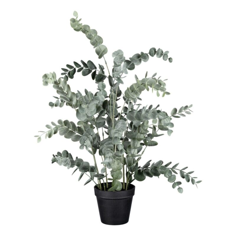Eucalyptus í potti - h: 67cm