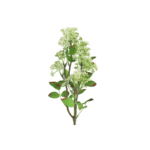 Kirsuberjagrein - hvít h: 58cm