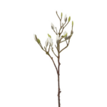 Magnolia - hvít h: 87cm