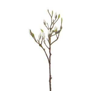 Magnolia - hvít h: 87cm