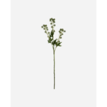 SEDUM - grænt blóm