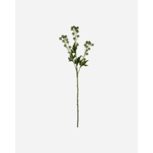 SEDUM - grænt blóm