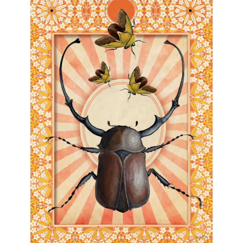 Mynd - Indian Beettle