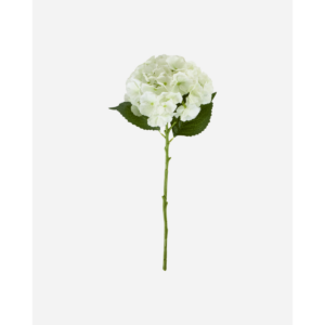 HYDRANGEA - Hvítt blóm