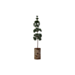 Pine jólatré h:60cm d:14cm
