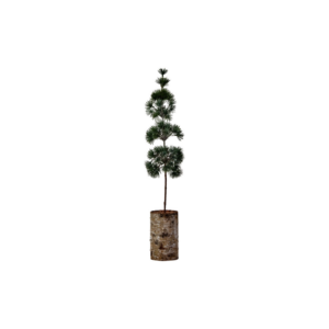 Pine jólatré h:60cm d:14cm