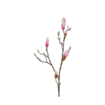 Magnolia - rós h: 88cm