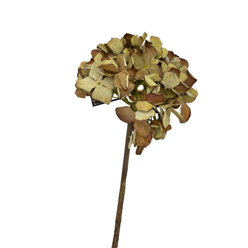 Hortensia brún h:62cm