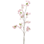 Kirsuberjagrein - rós h: 84cm