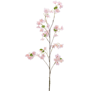 Kirsuberjagrein - rós h: 84cm