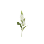 Lúpína - hvít h: 77cm
