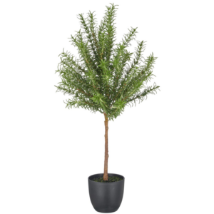 Rosmarín, hár stöngull í potti h: 60cm