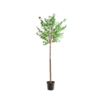 HORNBEAM - Gervitré, 235cm