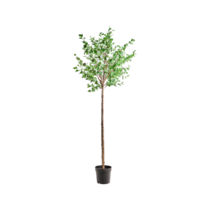 HORNBEAM - Gervitré, 235cm