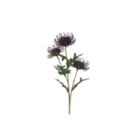 Prótea - lilla h: 71cm