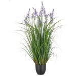 Salvia gra og lavender í potti h:107cm