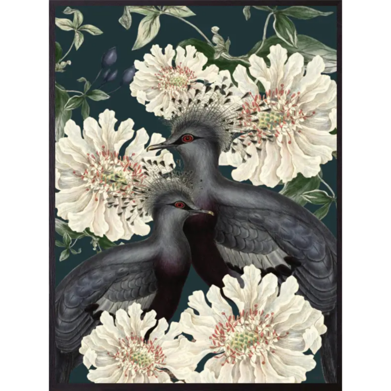 Mynd - Exotic Birds