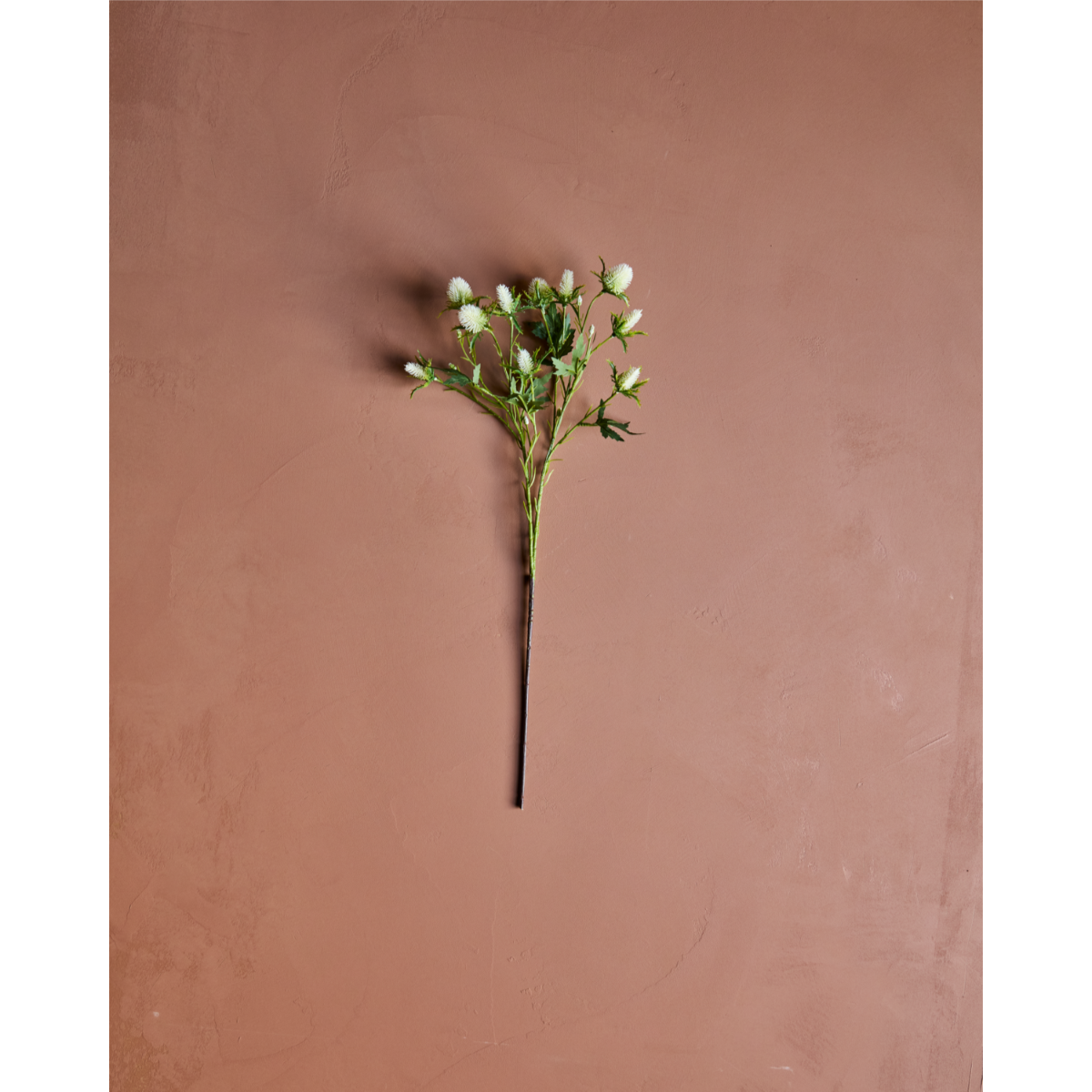 ERYNGIUM - Hvítt blóm - Image 3