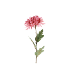 Chrysanthemum - rós, h: 68cm