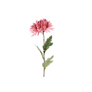 Chrysanthemum - rós, h: 68cm