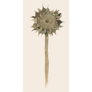 Servíettur - Sunflower in decay