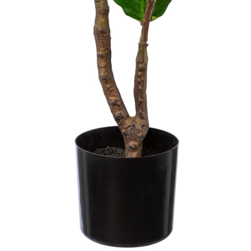 Fíkjutré í potti, h: 80cm - Image 3