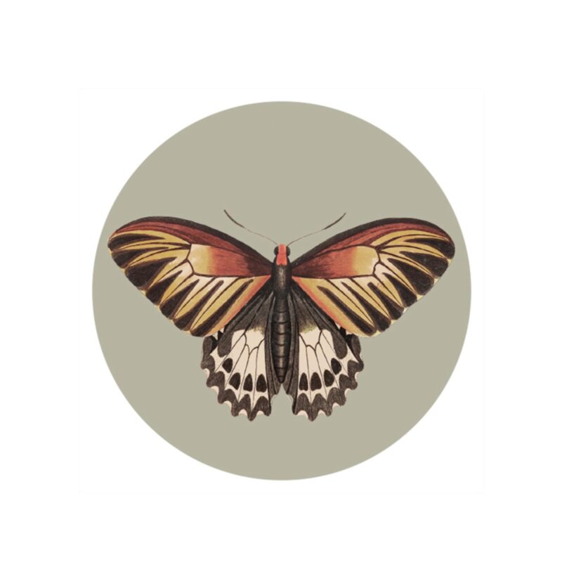 BUTTERFLY - Glasamottur, 4stk