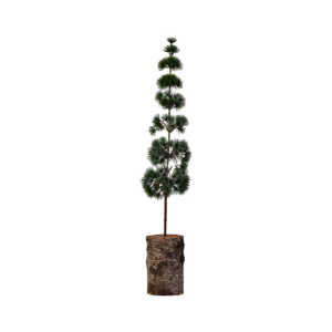 PINE - Jólatré, 80cm