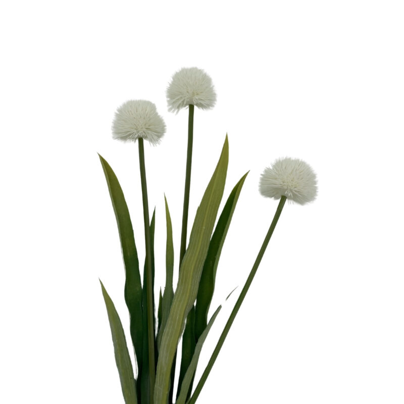 Allium - hvítur vöndur h:60cm