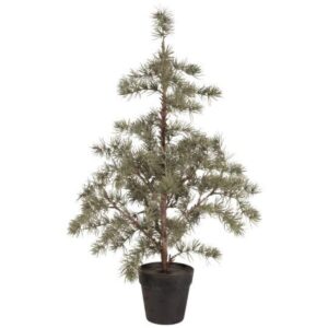 Sedrustré í potti, h: 80cm
