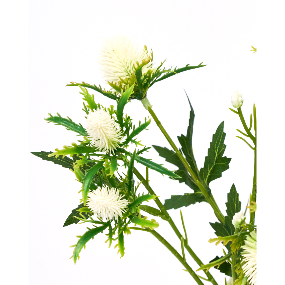 ERYNGIUM - Hvítt blóm - Image 2