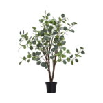 Eucalyptus tré, 100cm