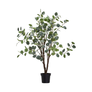 Eucalyptus tré, 100cm