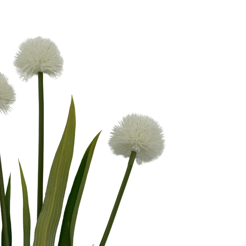 Allium - hvítur vöndur h:60cm - Image 2