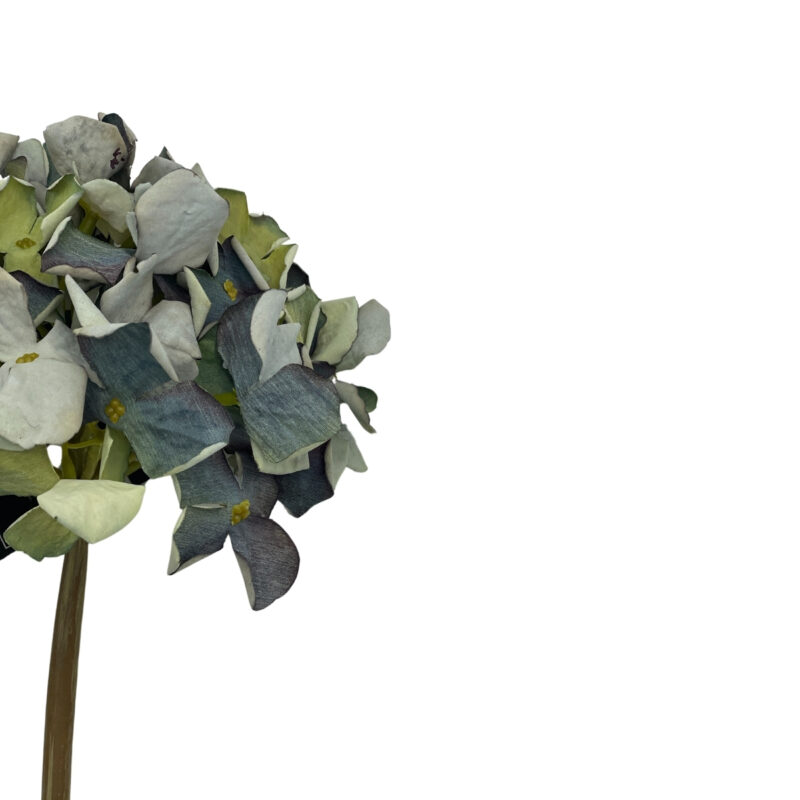 Hortensia blá h:62cm - Image 2