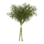 Aspar búnt - 5 greinar saman h: 34cm