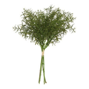 Aspar búnt - 5 greinar saman h: 34cm