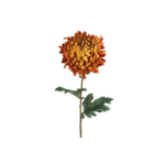 Krýsantemum - ljós orans h: 75cm