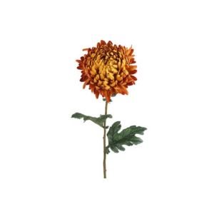 Krýsantemum - ljós orans h: 75cm