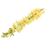 Eremurus - gult, h: 107cm