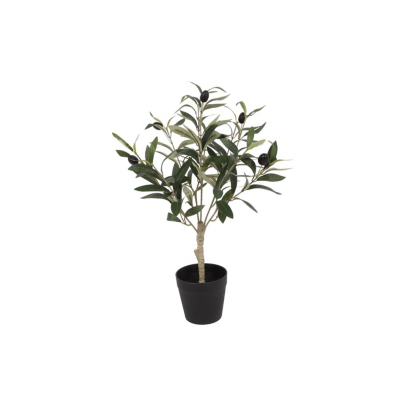 Ólífutré í potti h:50cm