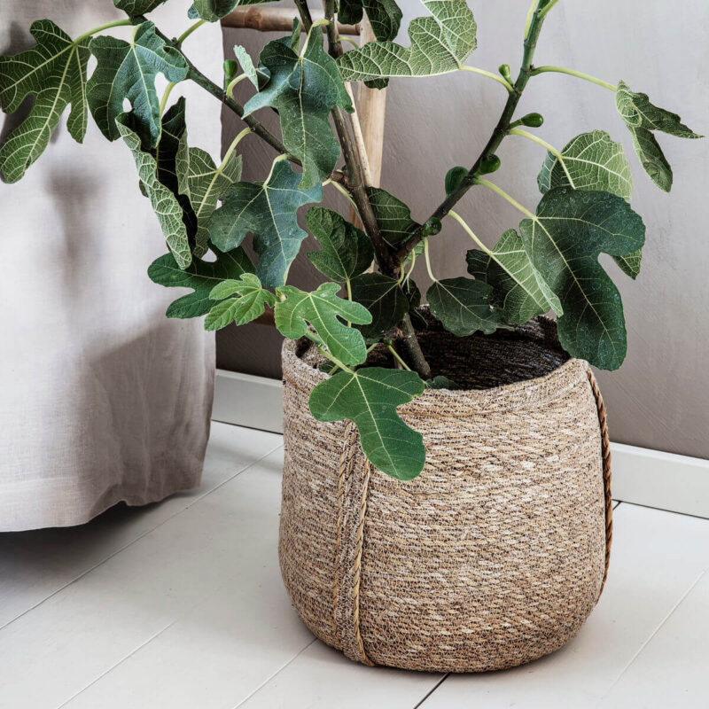 PLANT - Körfur, 2 í setti - Image 2
