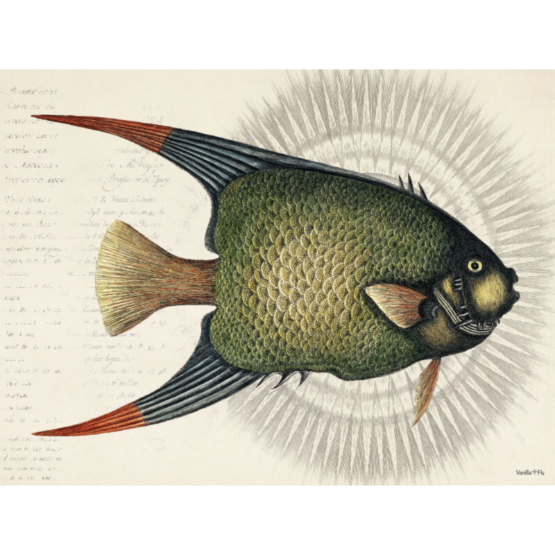 Mynd - Tropical fish, 50x70cm